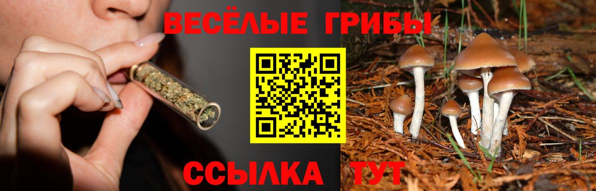 Истра  закладка  Псилоцибиновые грибы MAGIC MUSHROOMS  Вход с VPN  Псилоцибиновые грибы GOLDEN TEACHER 